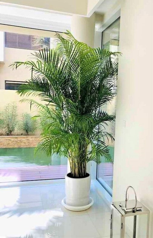Tall Areca palm in white ceramic pot placed indoors by large windows with natural light