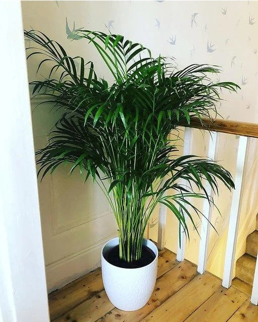 Arecapal palm indoor plant in a white pot on wooden floor by staircase in bright corner