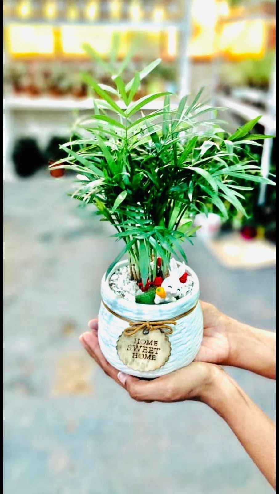Chamaedorea Elegans Indoor Plant 25cm-30cm - Elegant Parlour Palm for Home Decor