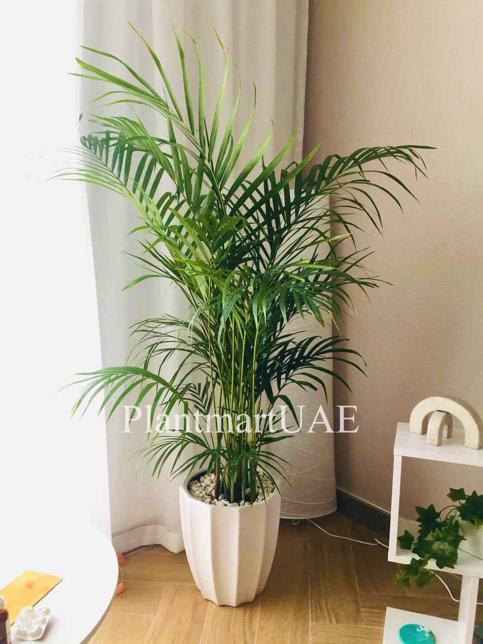 Areca Palm Holland / Chrysalidocarpus Lutescens