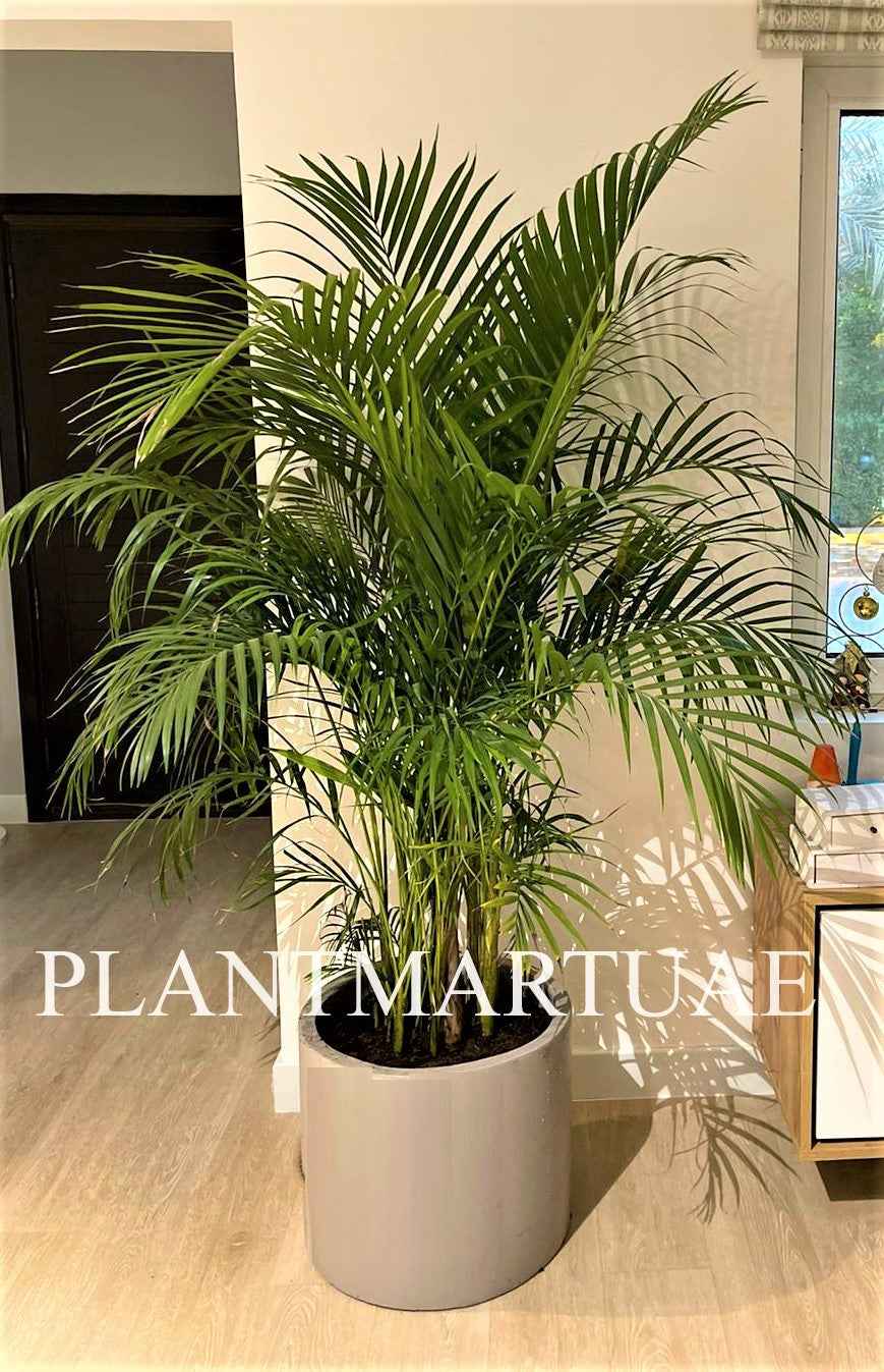 Areca Palm XXL 2.2mtr FIBER Pot
