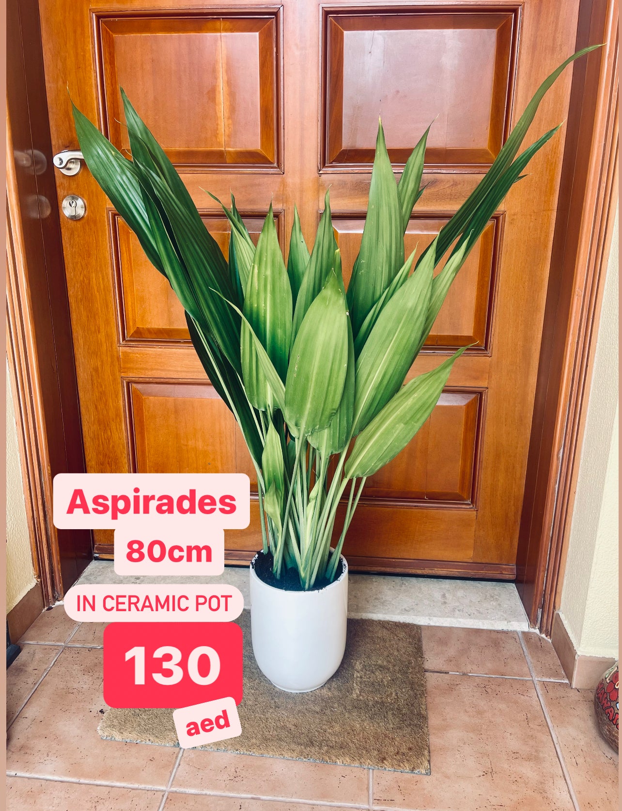Aspidistra indoor plant in white ceramic pot, 80cm tall, placed by a wooden door.