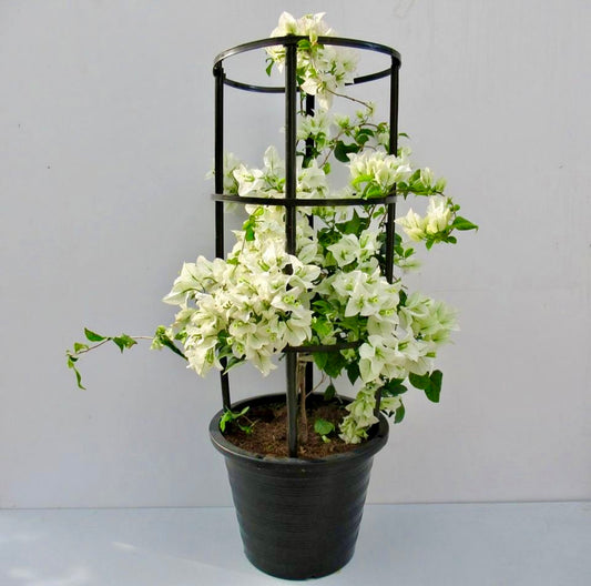 Indoor potted Bougainvillea plant with white flowers on a trellis against a plain background