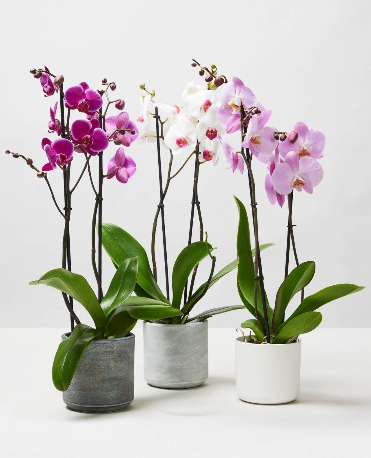 Trio of potted orchids with purple, white, and pink blooms on a white background