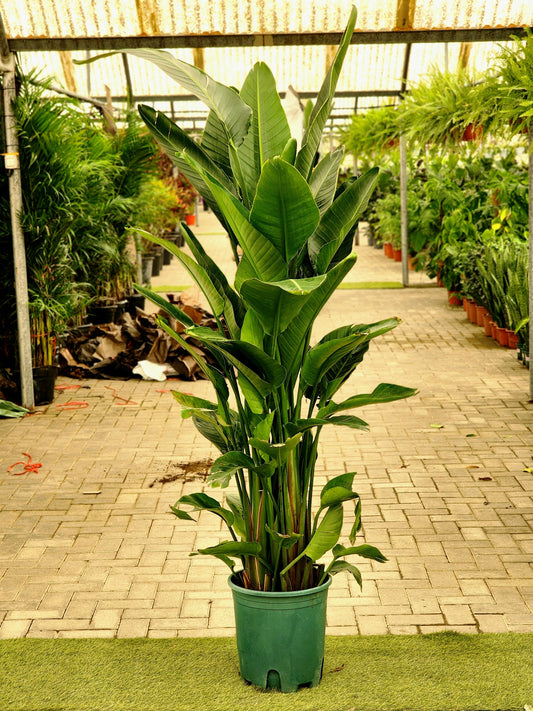 Tall Bird of Paradise plant in green pot, large tropical leaves, indoor garden setting
