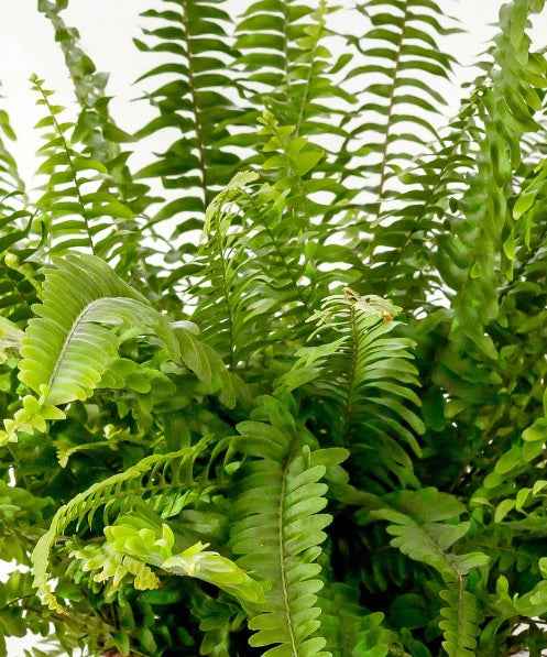 Boston Fern Indoor Plant in Ceramic Pot | Nephrolepis exaltata “Green Lady” | Best Online Store at PlantMartAE.com