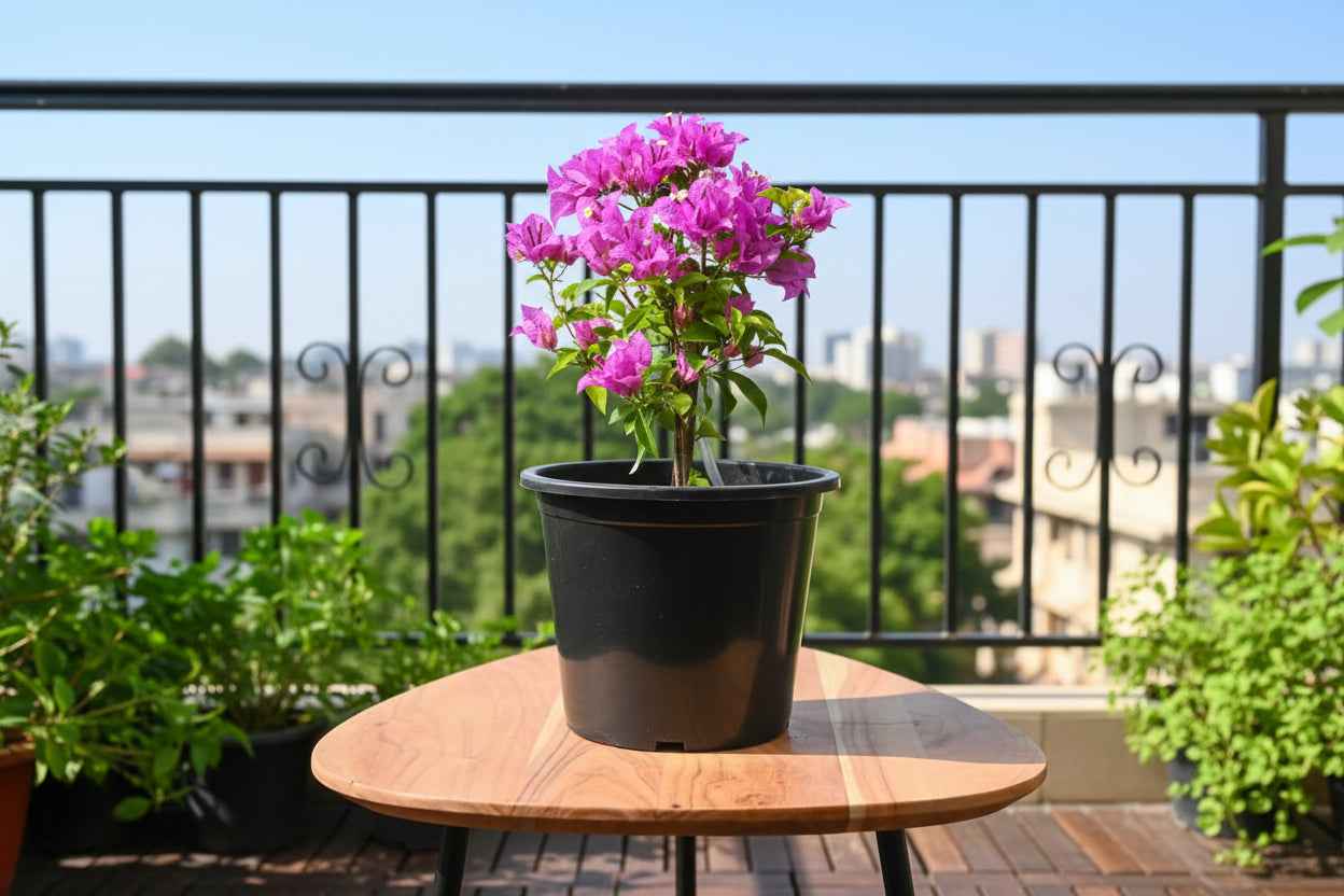Bougainvillea Alexandra Branched