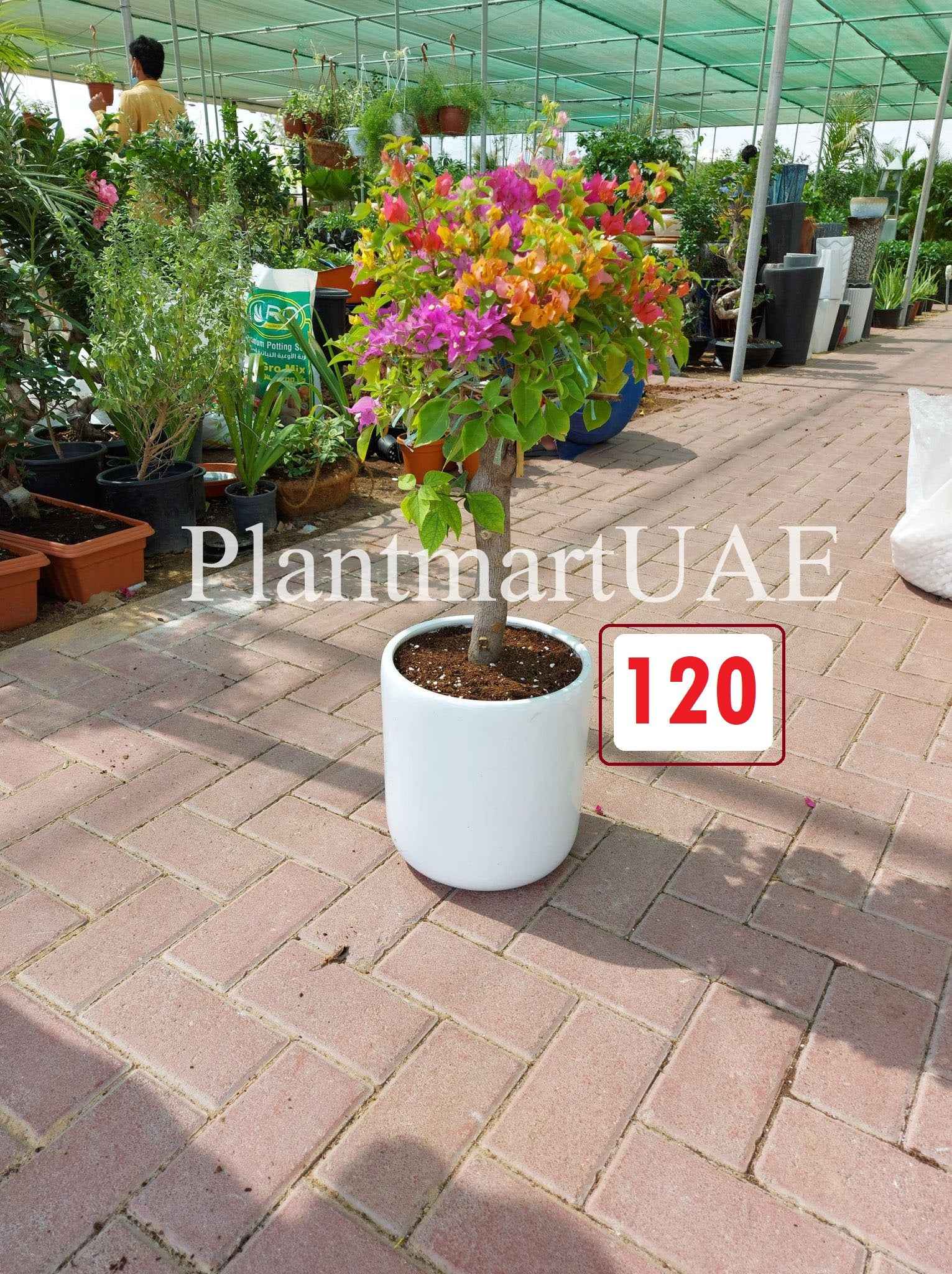 Bougainvillea in CERAMIC Pot 60cm-70cm