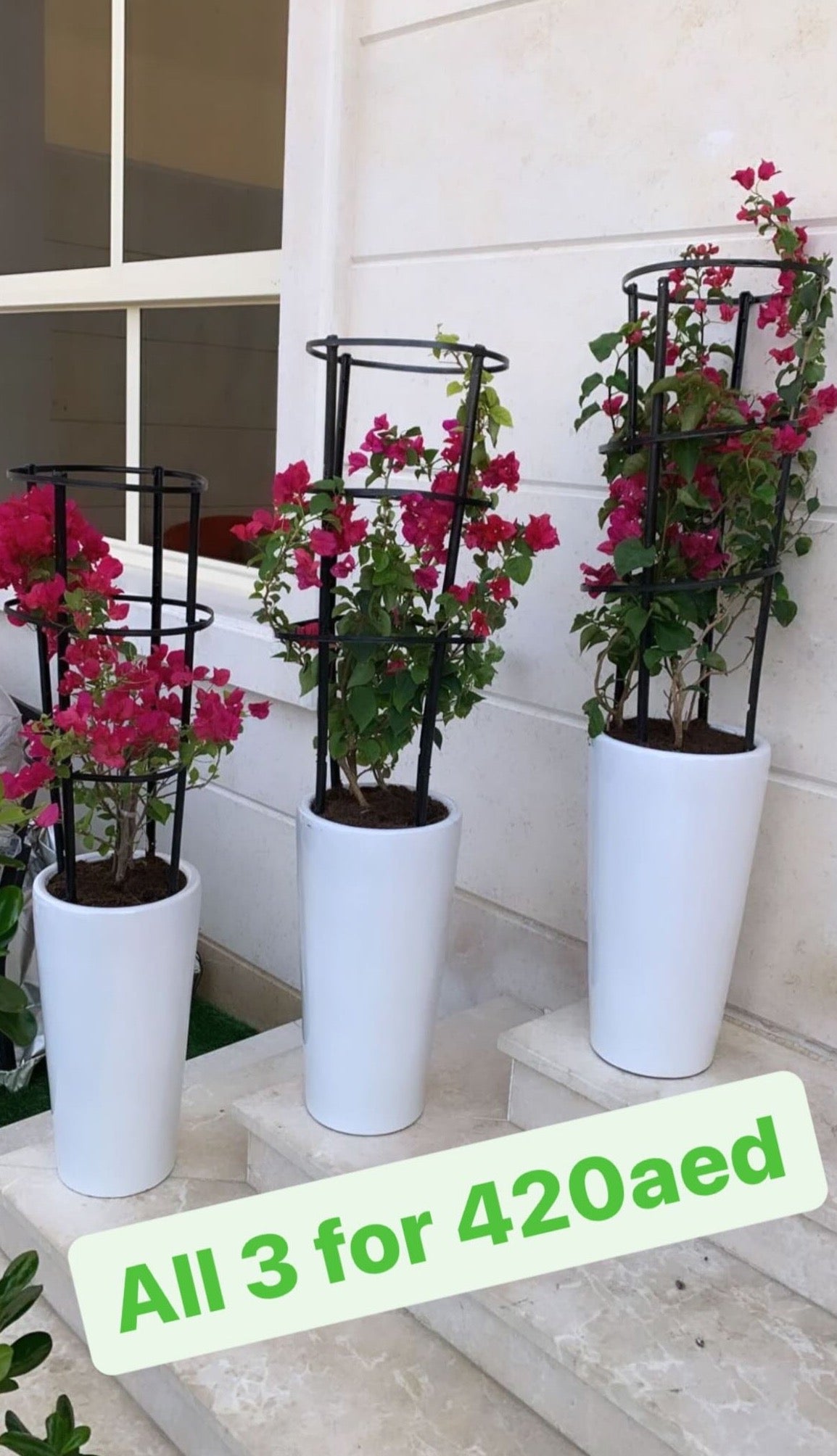 Three pink flowering plants in tall white ceramic pots on outdoor steps