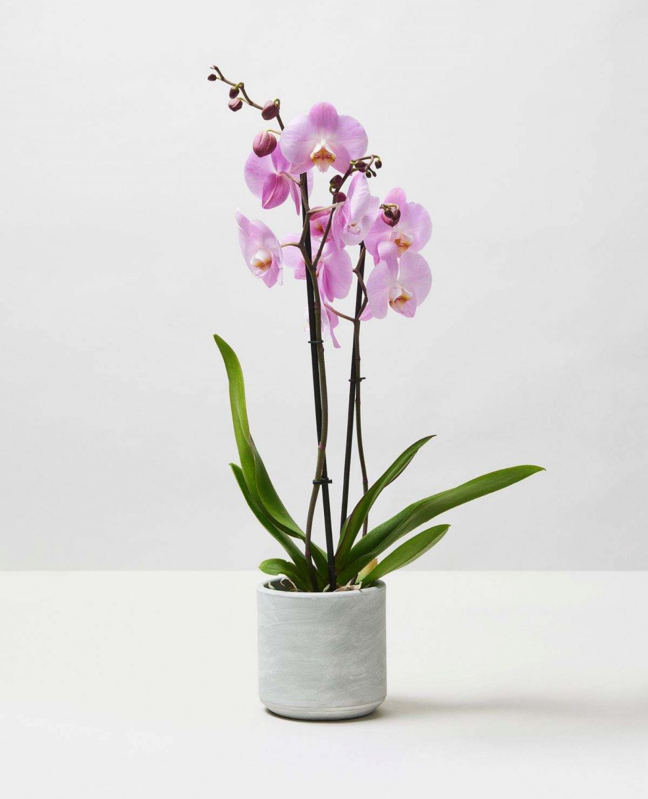 Pink Phalaenopsis orchid in a white pot on a white background, indoor houseplant