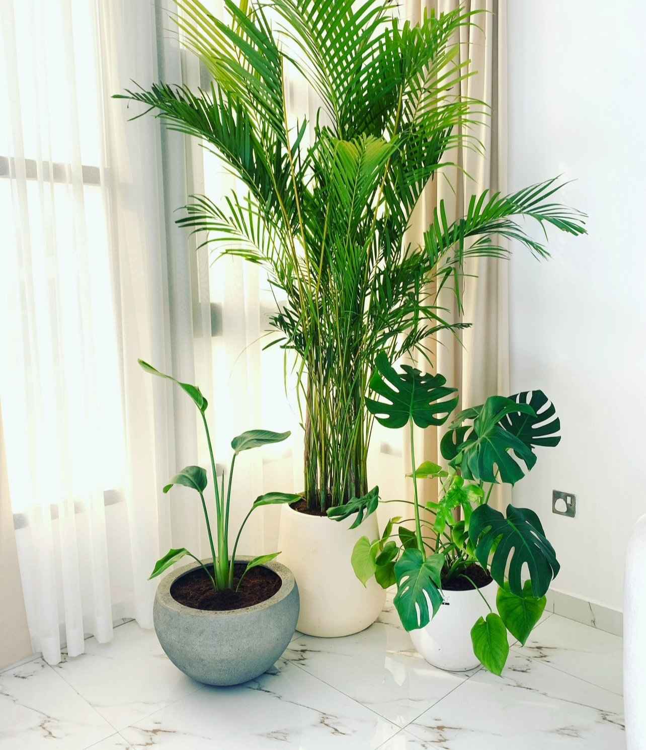 COMBO: 3 XL Indoor Plants in FiberClay Pot