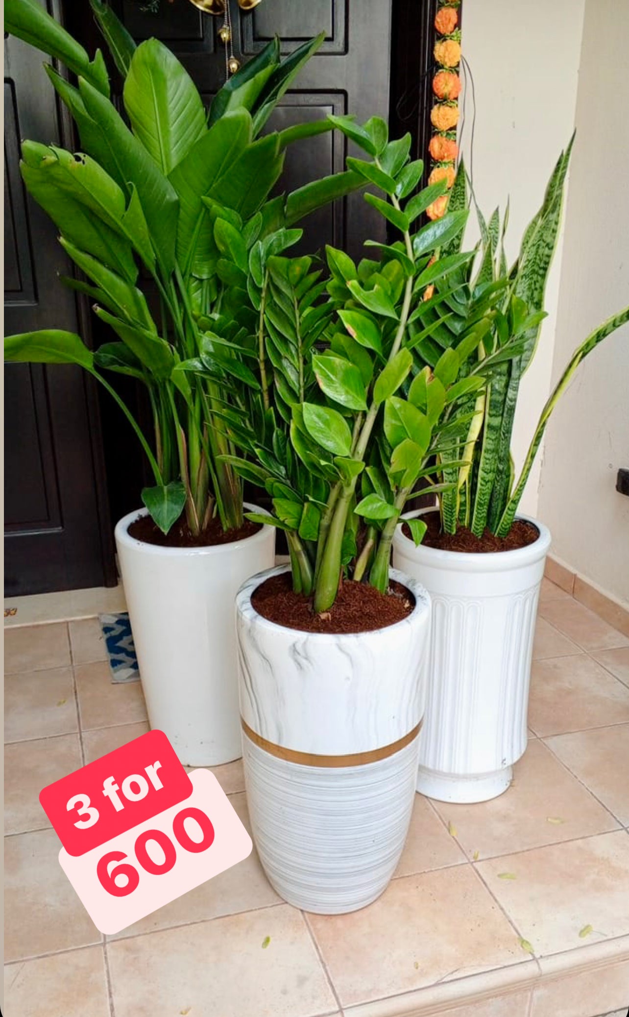 Three large indoor plants in stylish white ceramic pots displayed on a tiled porch