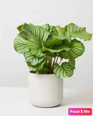 Calathea Orbifolia 30cm - 40cm