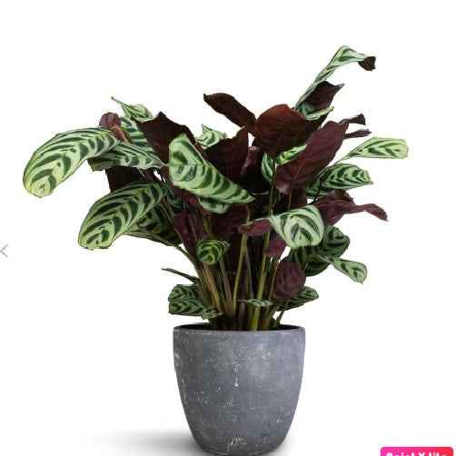 Calathea Makoyana, Cathedral Windows indoor plant