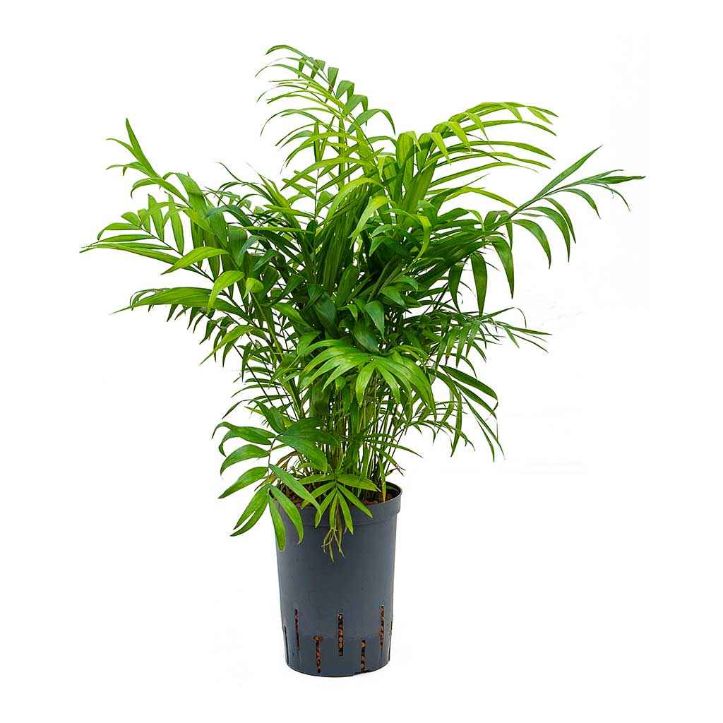 Chamaedorea Elegans 25cm-30cm indoor plant / Parlour Palm/ Bamboo Palm
