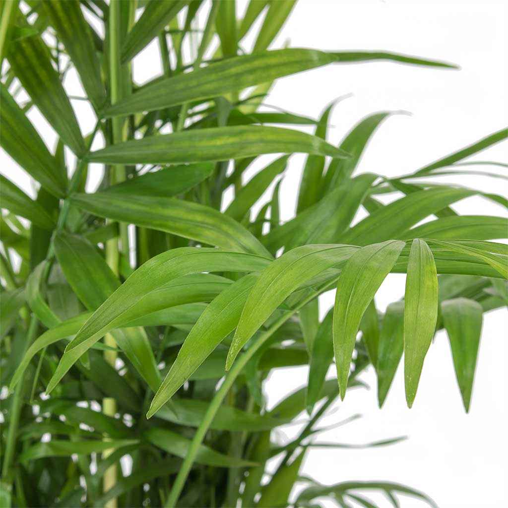 Chamaedorea Elegans 25cm-30cm indoor plant / Parlour Palm/ Bamboo Palm