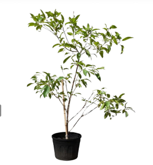 Chickoo 1.1mtr - 1.2 mtr