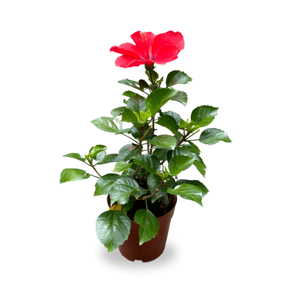 Chinese Hibiscus 80cm - 100cm Hibiscus Rosa-Sinensis - PlantmartAE