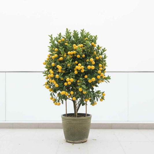 Citrus mitis or Chinese Orange Tree "1.3m-1.5m" البرتقال الصيني