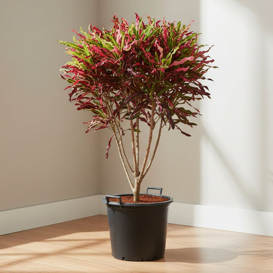 Colorburst Croton 1.2 mtr