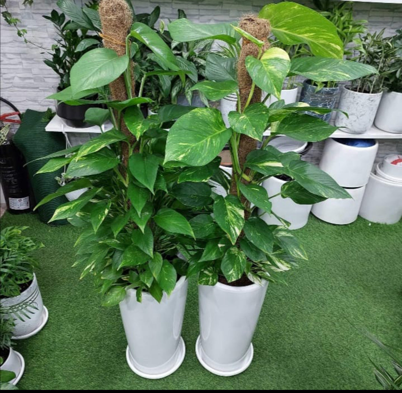 Two money plants in tall white ceramic pots, indoor setting with green foliage background