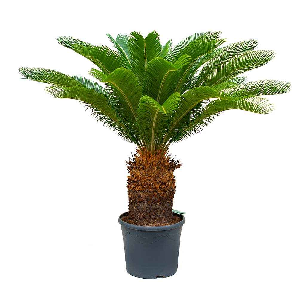 Cycas Palm/Sago Palm Large in FiberClay Pot