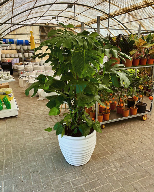 Large monstera plant in white pot at indoor garden center with various potted plants