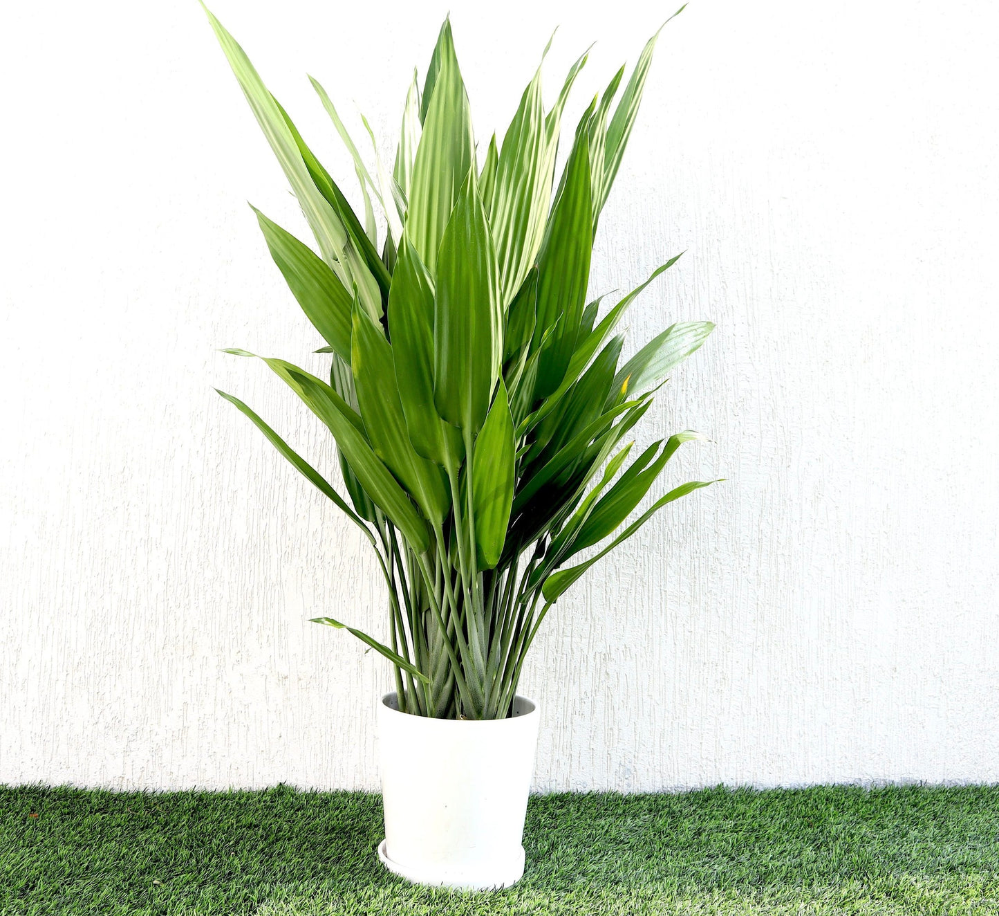 Cast iron plant with long green leaves in a white pot on artificial grass