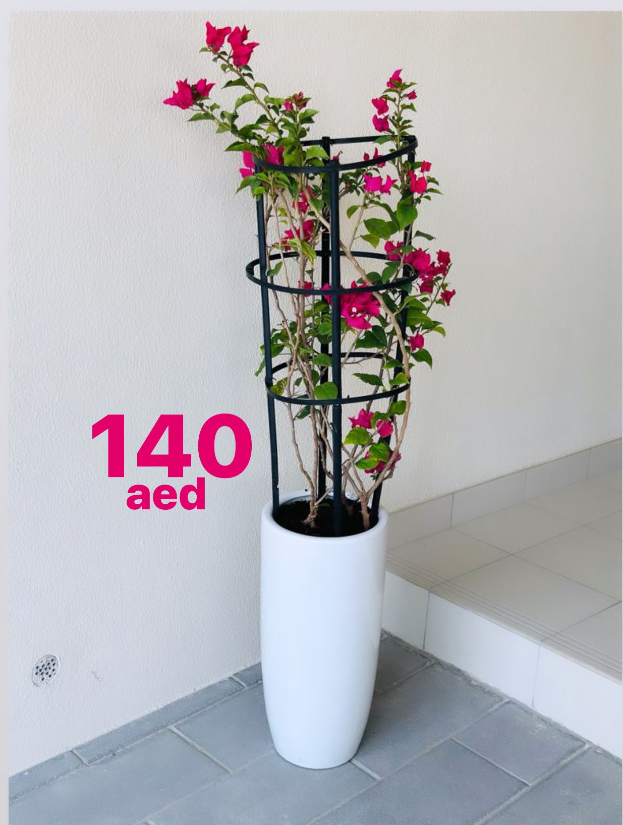 Bougainvillea plant with pink flowers in a tall white pot, price 140 AED, modern indoor setting
