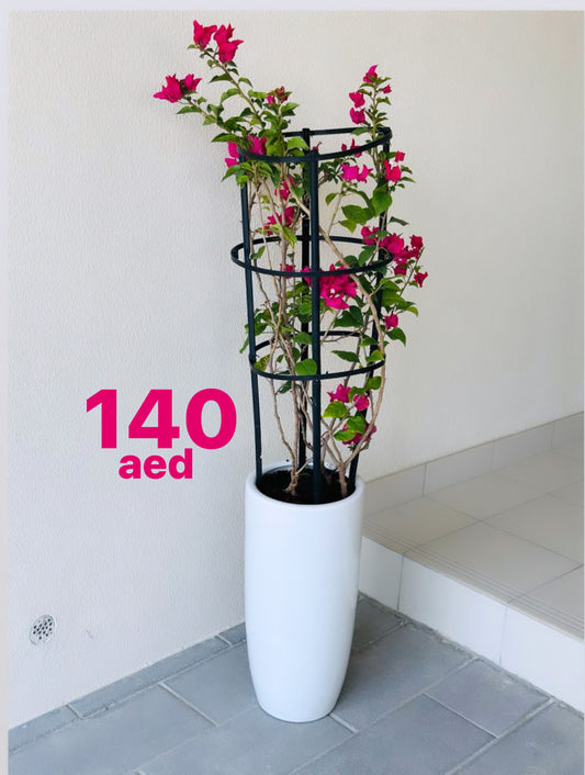 Bougainvillea plant with pink flowers in a tall white pot, price 140 AED, modern indoor setting