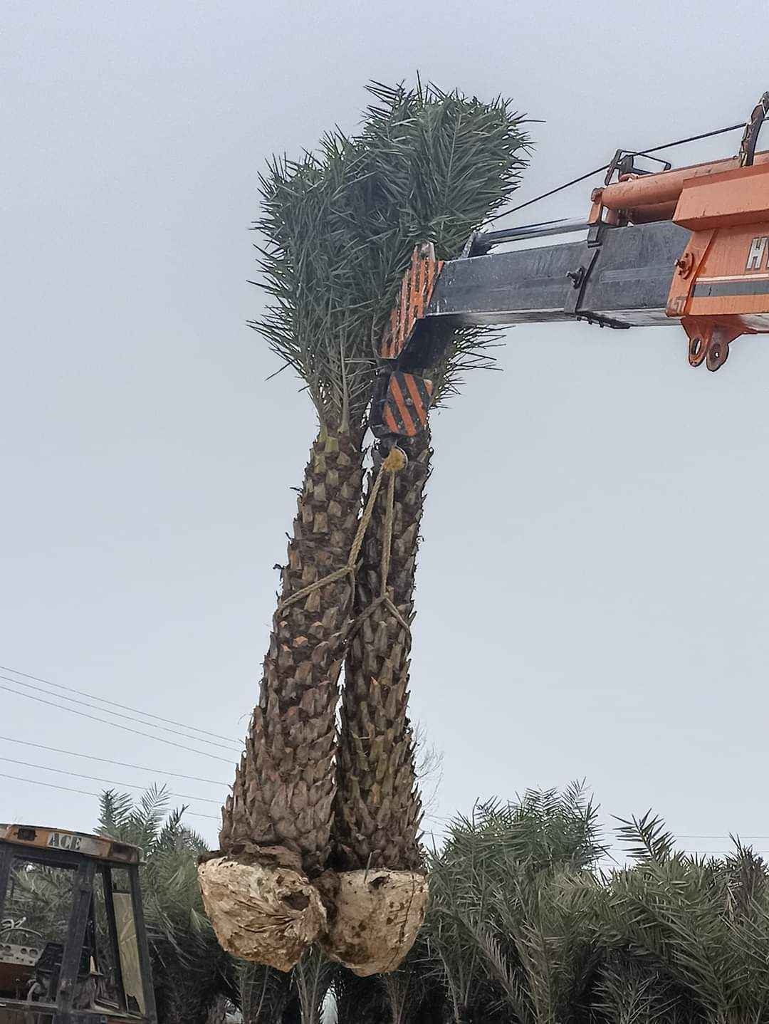 Date Palm in UAE: Buy Date palm tree in Dubai