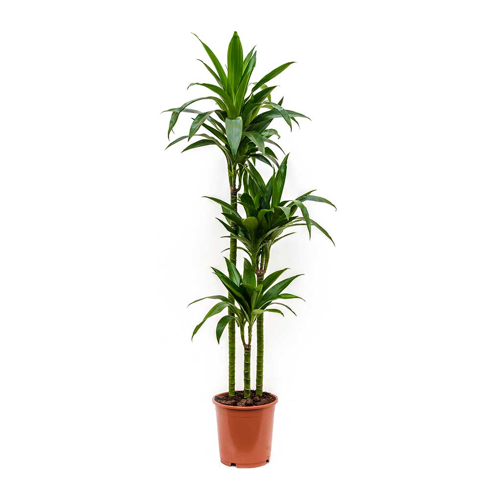 Dracaena Janet Craig 100cm-120cm | indoor plant | Dracaena Fragrans | Best Online Plant Shop | PlantMartUAE.com - PlantmartAE