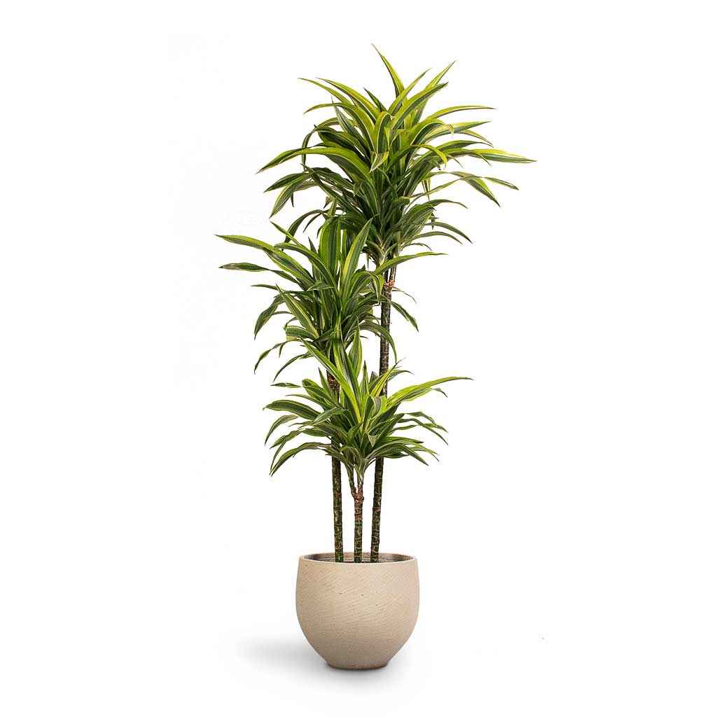 Dracaena Lemon Lime Plant 110cm-120cm | Dracaena Fragrans Indoor Plant