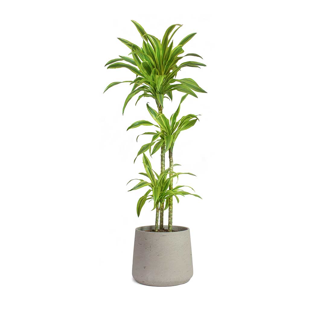 Dracaena fragrans Lemon Lime multi-stem indoor plant in a grey pot with variegated leaves