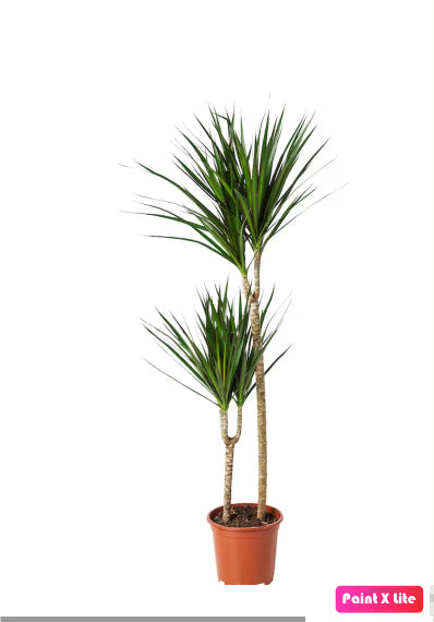 Dracaena marginata plant with slender green leaves in a brown plastic pot, indoor houseplant
