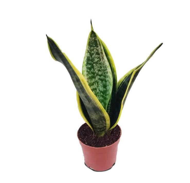 Dwarf Sansevieria snake plant in a small pot with green and yellow variegated leaves