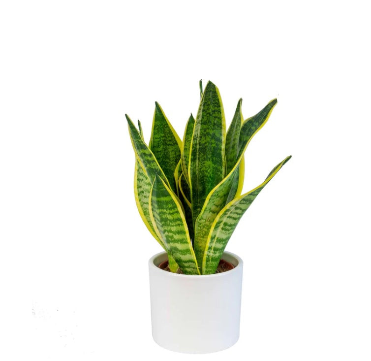 Dwarf Sansevieria snake plant with variegated leaves in a white ceramic pot