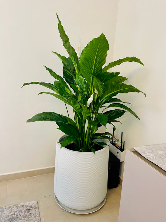 Peace lily indoor plant with large green leaves in a modern white planter