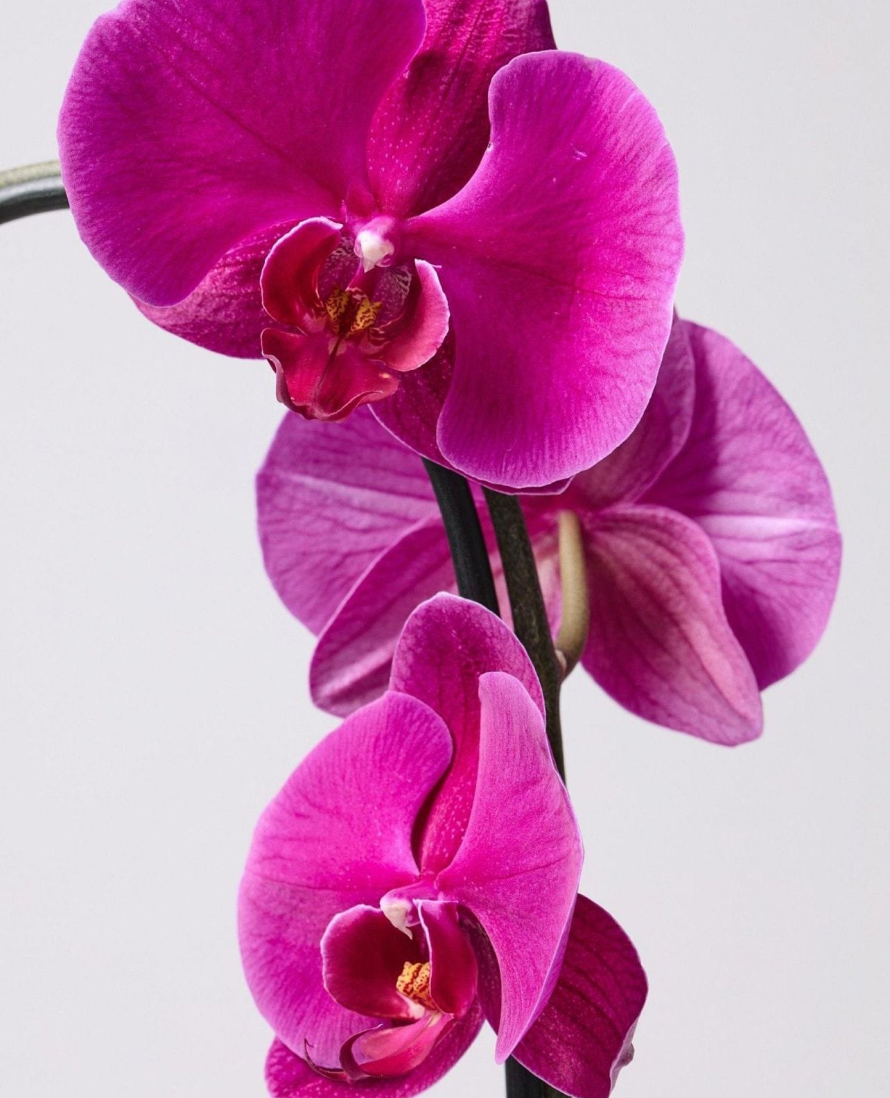 Vibrant purple orchid flowers with delicate petals on a light background