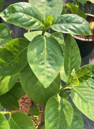 Eranthemum Green 50cm - 60cm
