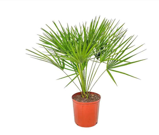 Chamaerops humilis cerifera / European Fan Palm 1mtr - 1.5mtr
