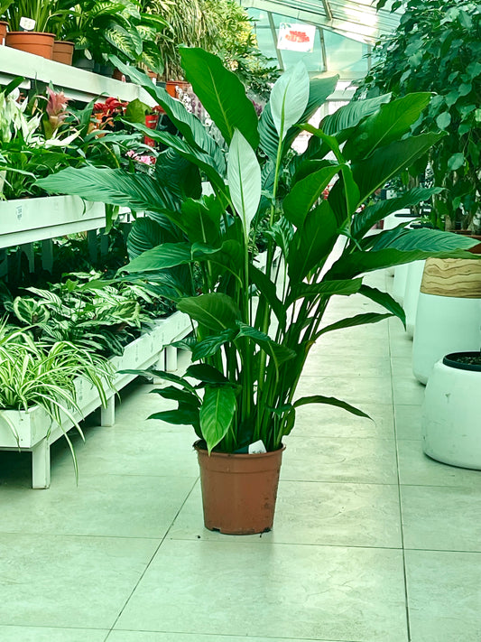 Peace Lily houseplant in a brown pot displayed on a tile floor in a plant shop