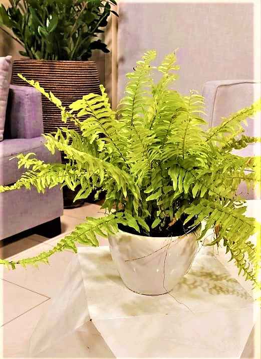 Boston Fern Indoor Plant in Ceramic Pot | Nephrolepis exaltata “Green Lady” | Best Online Store at PlantMartAE.com