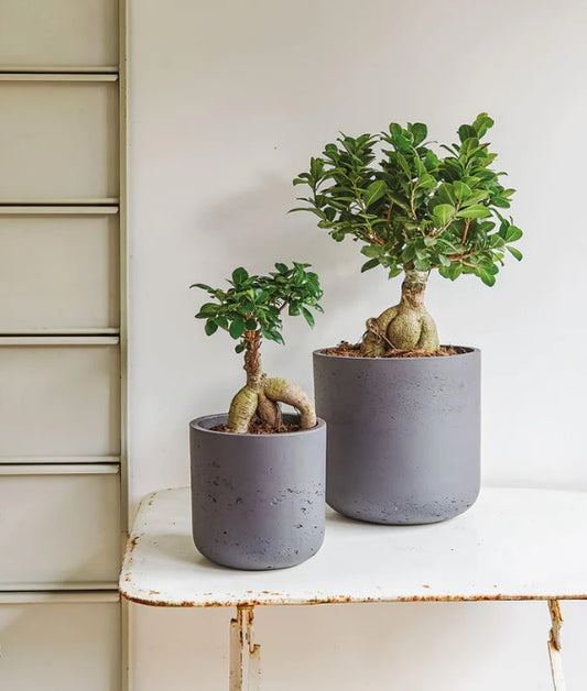 Two Ficus bonsai trees in modern gray pots on a white indoor table