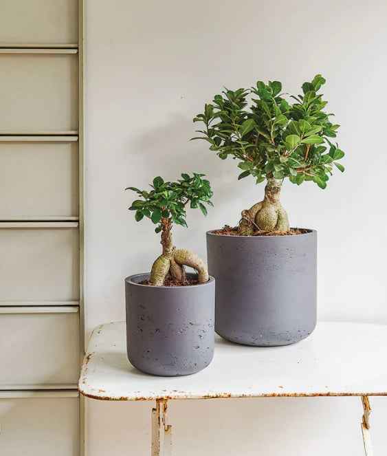 Ficus Microcarpa Ginseng Bonsai - Fiber Pot