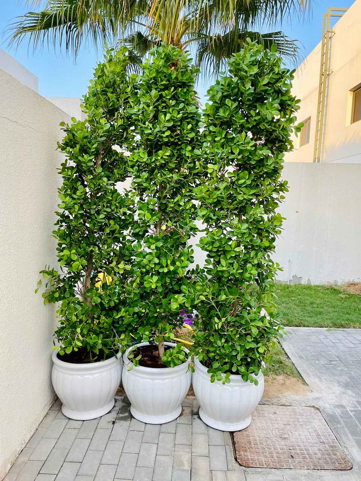 POTTED Ficus Panda 2.5mtr in Ceramic Pots
