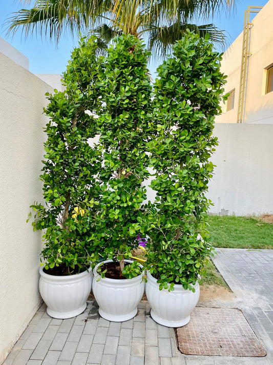 Tall Ficus Panda plants in white ceramic pots outdoors on a tiled patio near a garden