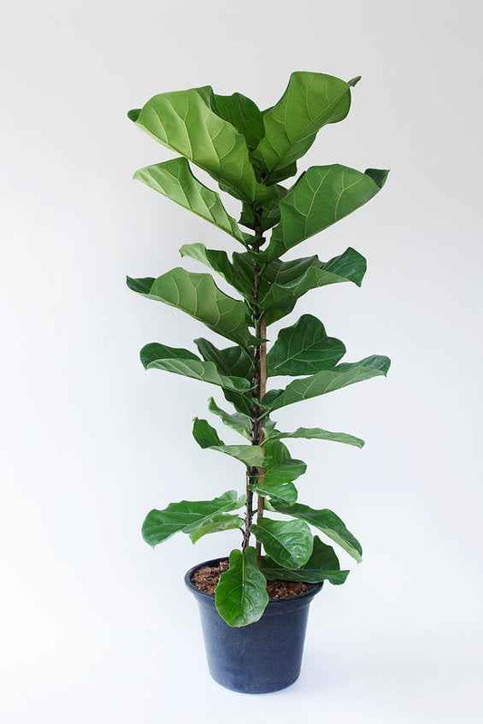 Fiddle Fig - Single Stem