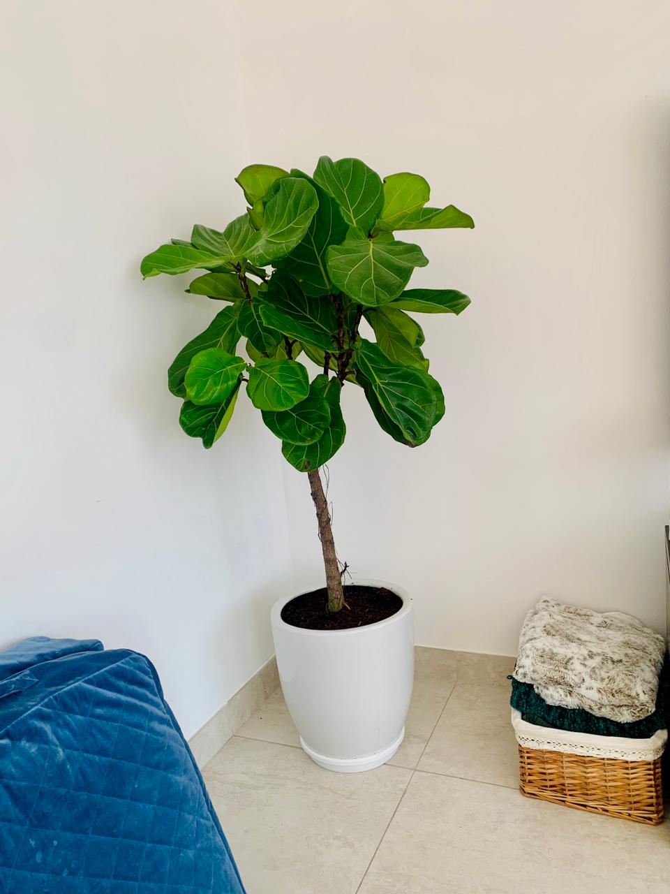 Tall fiddle leaf fig plant in a white ceramic pot, indoors on tiled floor