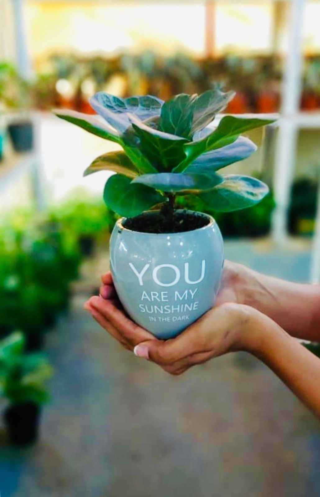 Fiddle mini in Ceramic Pot